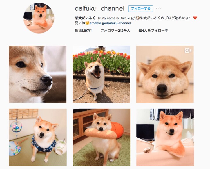 柴犬だいふく VS 赤べこさん 上下に動く首に「友達になれるかな…?」