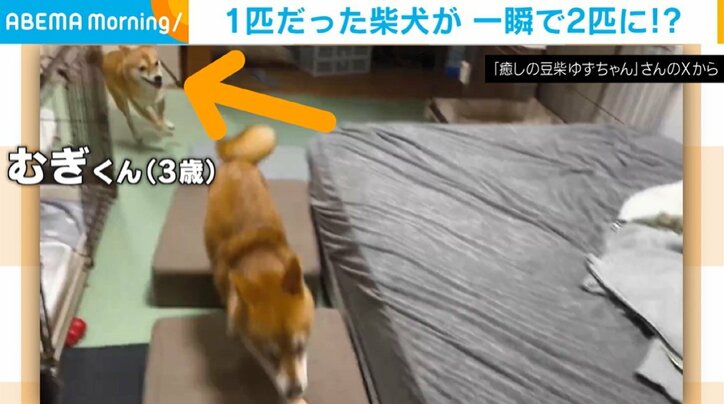 1匹の柴犬が一瞬で2匹に!?