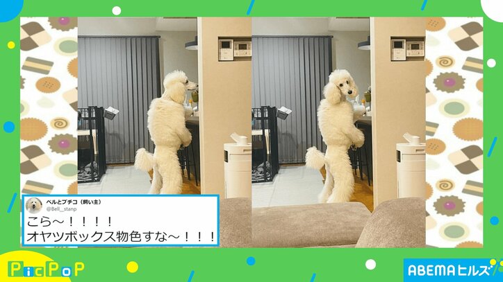 2足立ちでオヤツボックスを物色? 犬の珍行動に「滅多にキッチンに居ない休日のお父さん」とツッコミの嵐