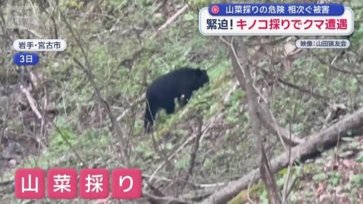 山菜採りでクマに遭遇