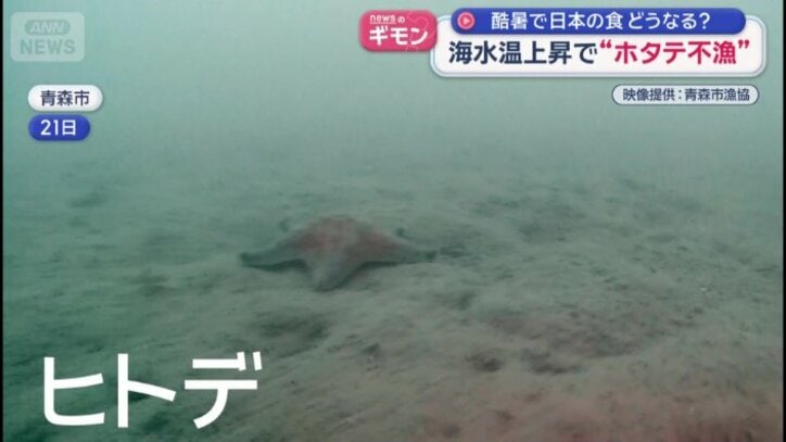 ヒトデ