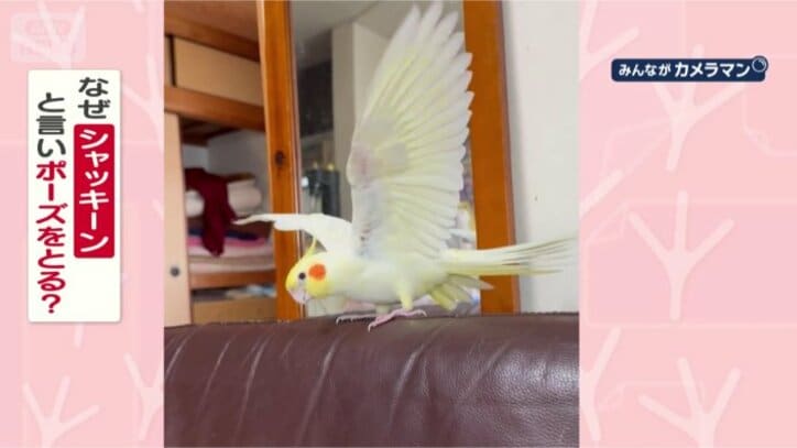 ポーズを決めるのはなぜ？