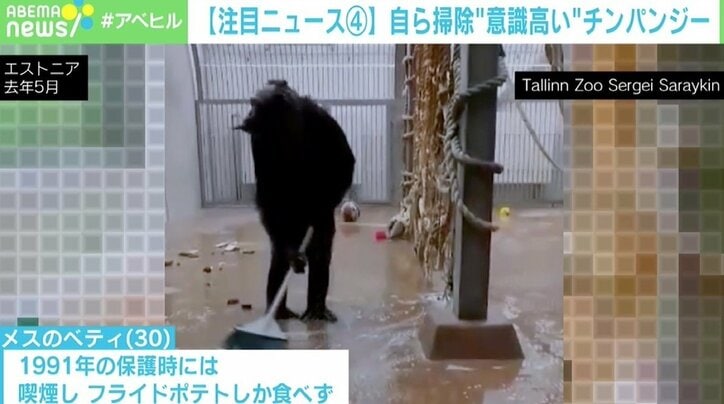 ほうきとちりとりを両手に “意識が高い”チンパンジーが話題に