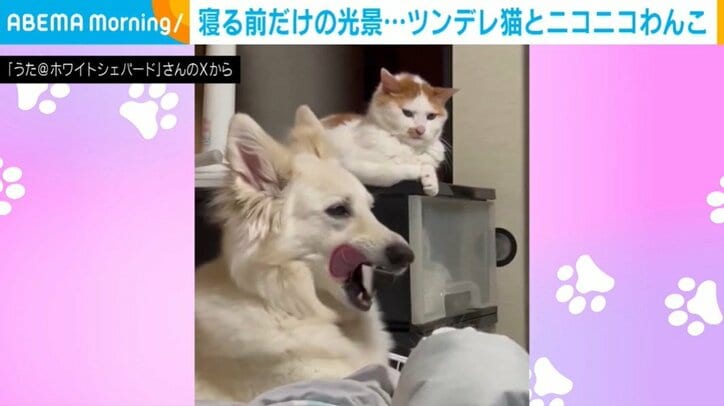 犬のうたちゃんと猫のつくしちゃん