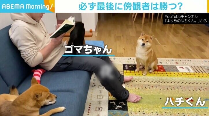 読書を妨害する猫、それをさとす姉柴、自分も褒められたい兄柴 三者三様なワンシーンに癒やされる