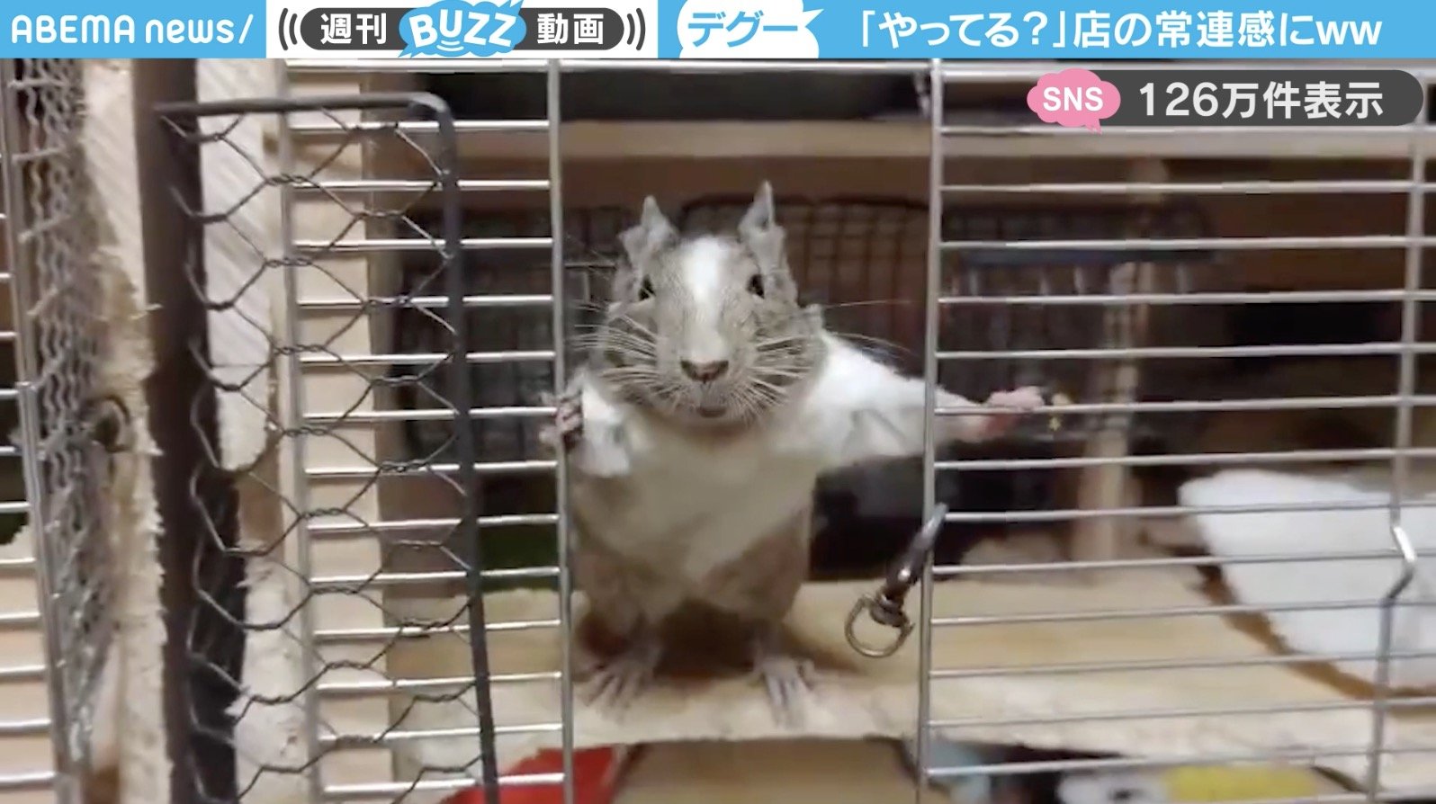 デグー確認用 デグー確認用