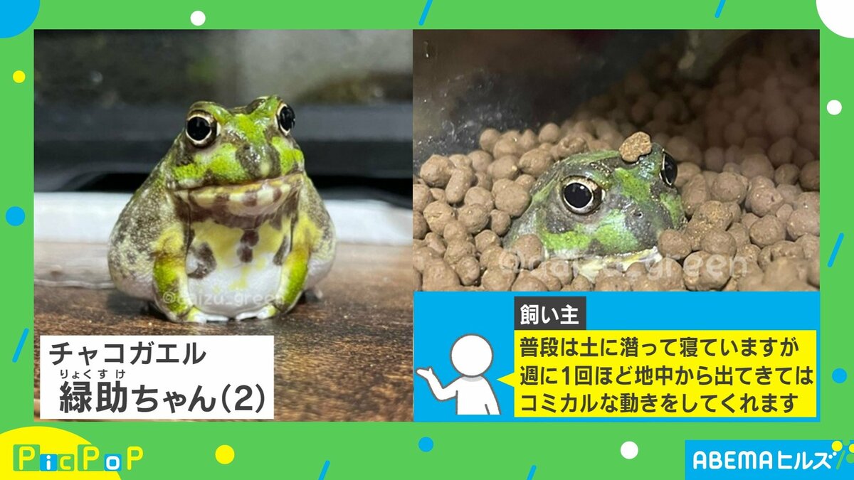 ケージにいるカエルがシュールすぎる“珍行動” 飼い主の心を掴む