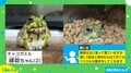 ケージにいるカエルがシュールすぎる“珍行動” 飼い主の心を掴む愛らしい姿が話題