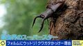 昆虫界のスーパースター！『クワガタ』の知られざる魅力とは？クラファン即達成した研究者「“大顎”がガッとあって、フォルムがカッコいい」