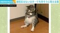 「副反応がつらい猫」で大反響のろくくん、別の動画でも“壁にもたれかかる”かわいい姿