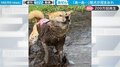 「こんなん絶望w」周囲に響いた飼い主さんの悲鳴と爆笑　一瞬の隙を突いた柴犬の仰天行動