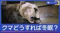 どうすればクマは冬眠する？　飼育施設に聞いた冬眠のさせ方のコツ