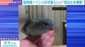 インコの赤ちゃんが猛特訓→羽ばたき練習からの“スン”に「最高すぎ」「ハチドリみたいw」と反響