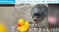 世界で大バズり“パンチくん”の次は“レゲエくん”？アヒルのおもちゃを連れるアザラシの「ワンラブ」な姿に注目 米