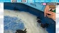 飼育員が指で合図すると…ウミガメの子供たちが一斉に集合！水をかきわけてわらわらと集まってくる様子が可愛すぎると話題に「こんなに人懐っこいんだ」