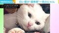 「魂奪われてる」 凛々しい白猫「爪」くん、遊びを邪魔され“虚無の表情”に