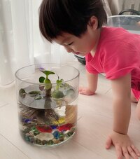 アレクサンダー『メダカさん おはようございます❤️』