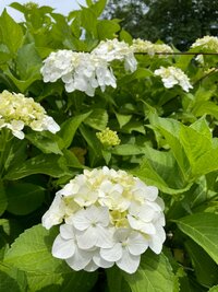 桜井奈々『毎日1時間ウォーキングをした結果、、』