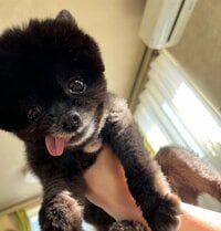 加護亜依『小6の私！』