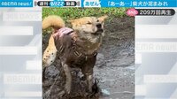 【映像】飼い主が悲鳴と爆笑 柴犬の仰天行動