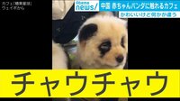 パンダじゃなくてチャウチャウやねん