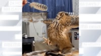【映像】羽を掴もうと必死なミミズク