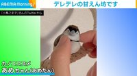【映像】飼い主になでられ“でれでれ”になる甘えん坊スズメ