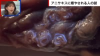 【映像】サバを開いたら…約200匹の「アニサキス」衝撃動画