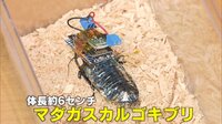 【映像】救命活動に役立つ？ 「サイボーグ昆虫」※ゴキブリが出てきます