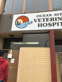 野沢直子『獣医さんへ』