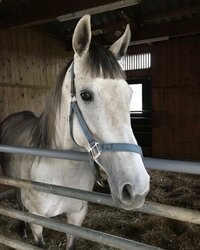 丸山桂里奈『またいた。 にてるこ。』