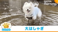 【映像】水遊びで泥だらけになった犬（カラダを洗われたあとの姿も）