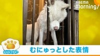 ｢にゃんですか」顔面編