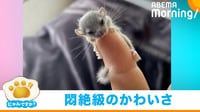 ｢にゃんですか｣ヤマネ編