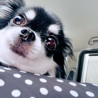 小柳ルミ子『明日　いよいよ歯の手術』