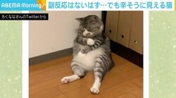 「副反応がつらい猫」で大反響のろくくん、別の動画でも“壁にもたれかかる”かわいい姿