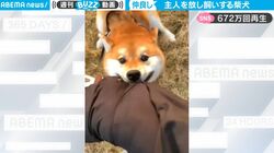 ツッコミ激しすぎ！“漫才コンビ”のような飼い主＆柴犬のじゃれ合いに癒される人続出「この動画マジ400回は見た」
