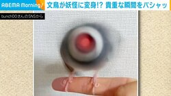 文鳥が妖怪に変身!? 水を払おうとした瞬間を撮影した“奇跡の1枚”に「見事な目玉のおやじ」「すごい回転力w」と驚きの声