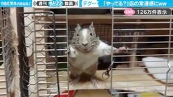 「まいど！大将やってる？」“飲食店の常連”のような仕草を見せる、デグーの動画がSNSで話題沸騰！「ピクサーの映画に出てた？」「可愛過ぎて何度も見ちゃう」