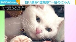 「魂奪われてる」 凛々しい白猫「爪」くん、遊びを邪魔され“虚無の表情”に
