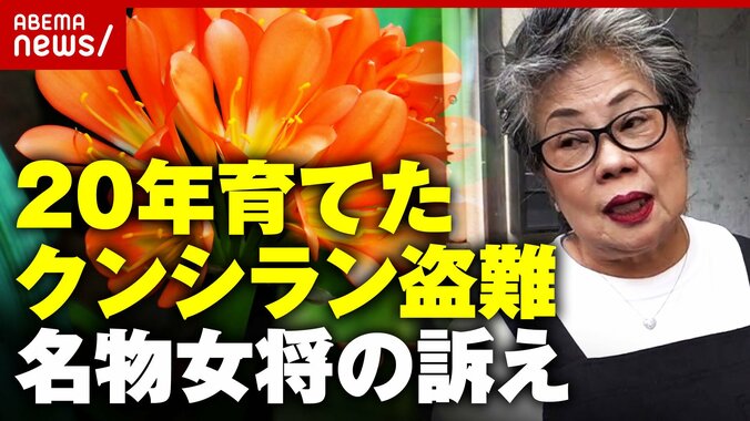 名物女将が20年大事に育てた「クンシラン」が盗難 ネットでは20万円で売買するケースも…千原ジュニア「盗んだ花を愛でてキレイと感じるか？」 1枚目