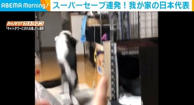 洗濯バサミで“セービング力”を磨き上げた猫 次元の違うスーパーキャッチに「ニャンだその反応速度!?」「GKで出場して！」と反響 1枚目