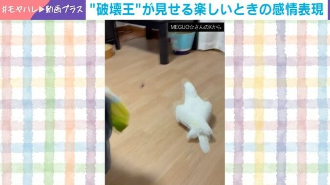 オウムのおこめくん