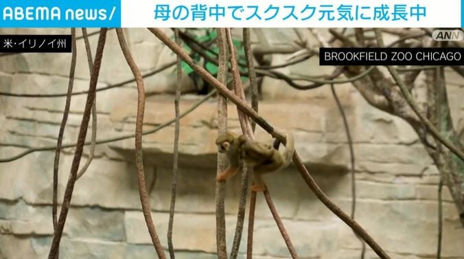 リスザルの親子