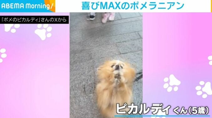 ポメラニアンのピカルディくん