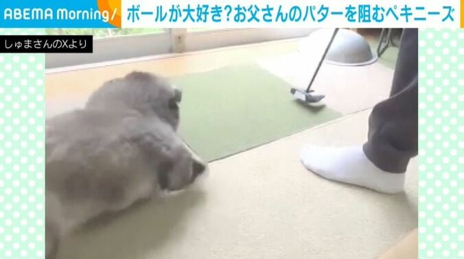 ペキニーズの朱鞠くん