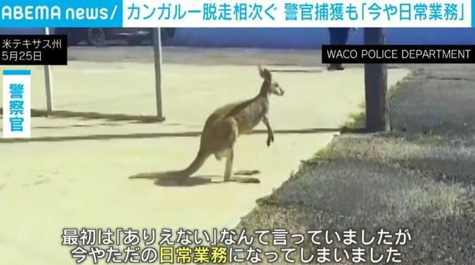 カンガルー