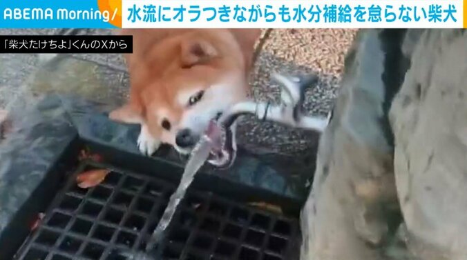 柴犬のたけちよくん（4歳）