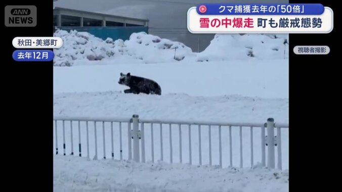 雪が降るなかを歩くクマ