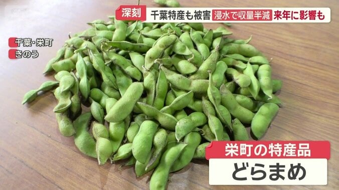 栄町の特産品「どらまめ」